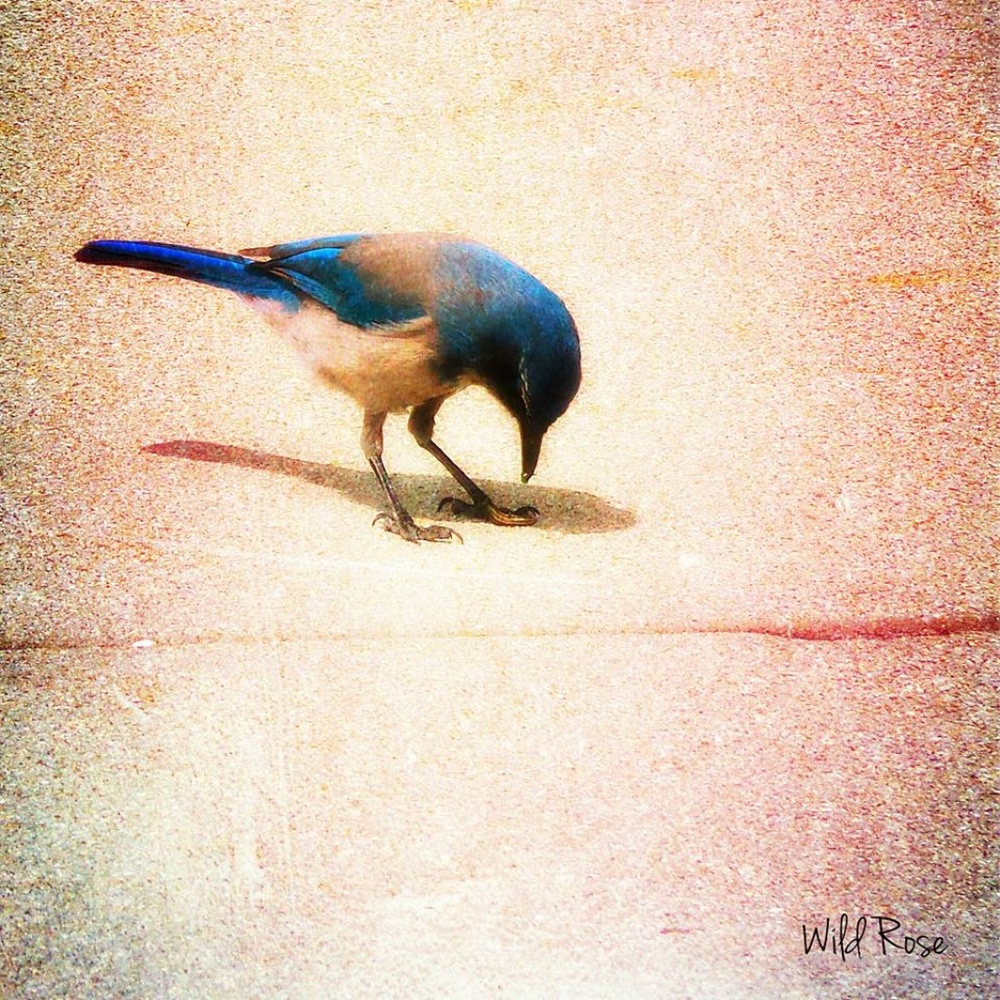 Meet your Posher, Wild Rose